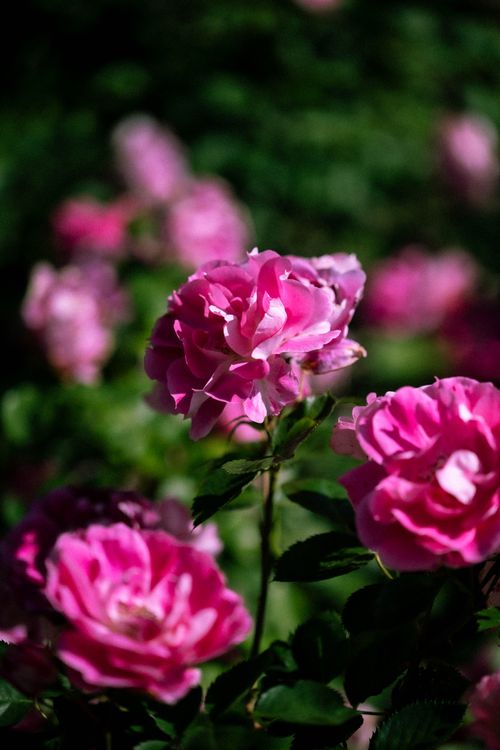 Pink Roses Natural Photography Vibrant Pink Roses in Sunlit Garden Setting · Free Stock Photo