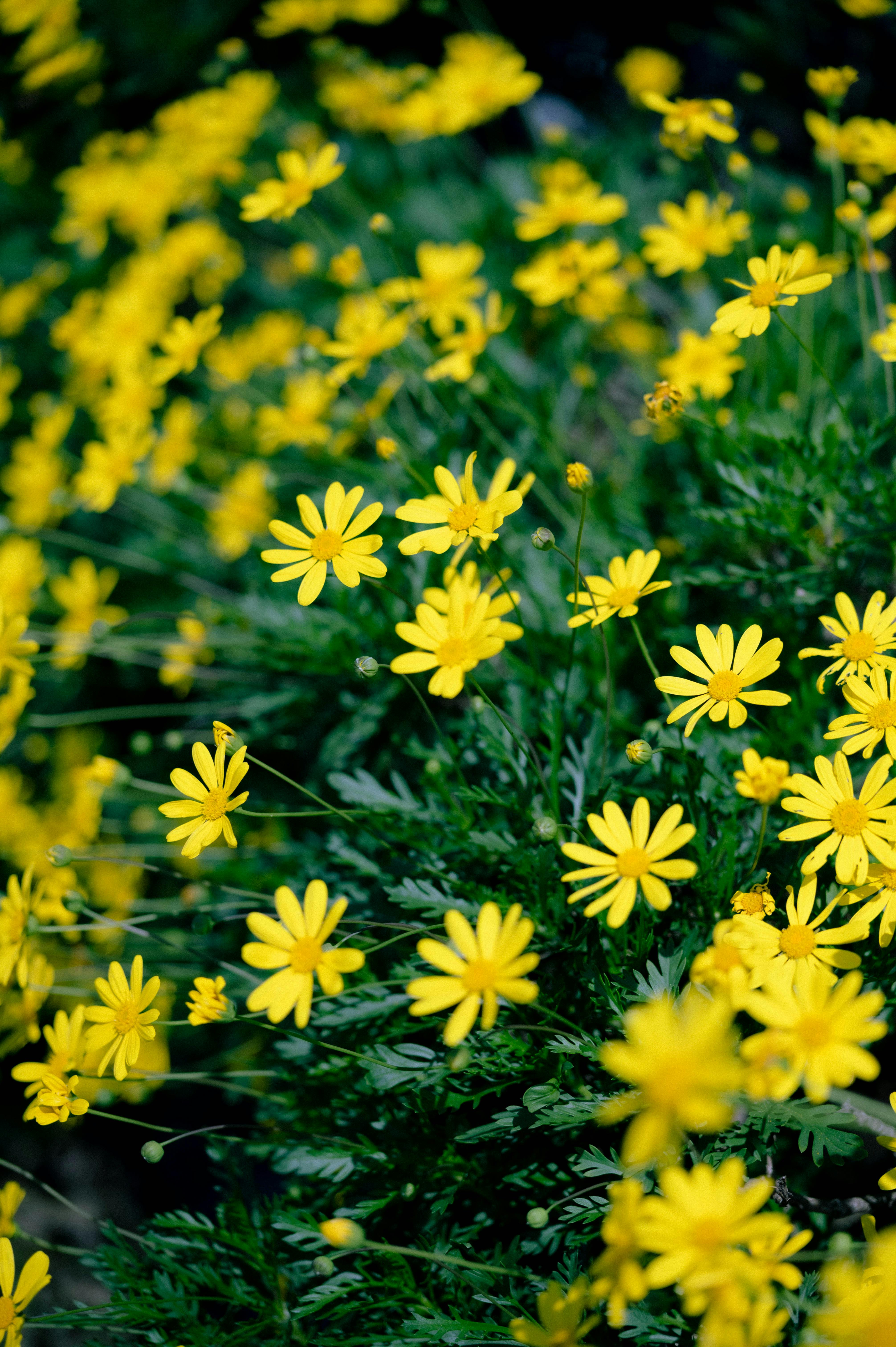 [ColoSach]-a-lively-display-of-yellow-daisies-blooming-outdoors,-capturing-the-essence-of-spring.