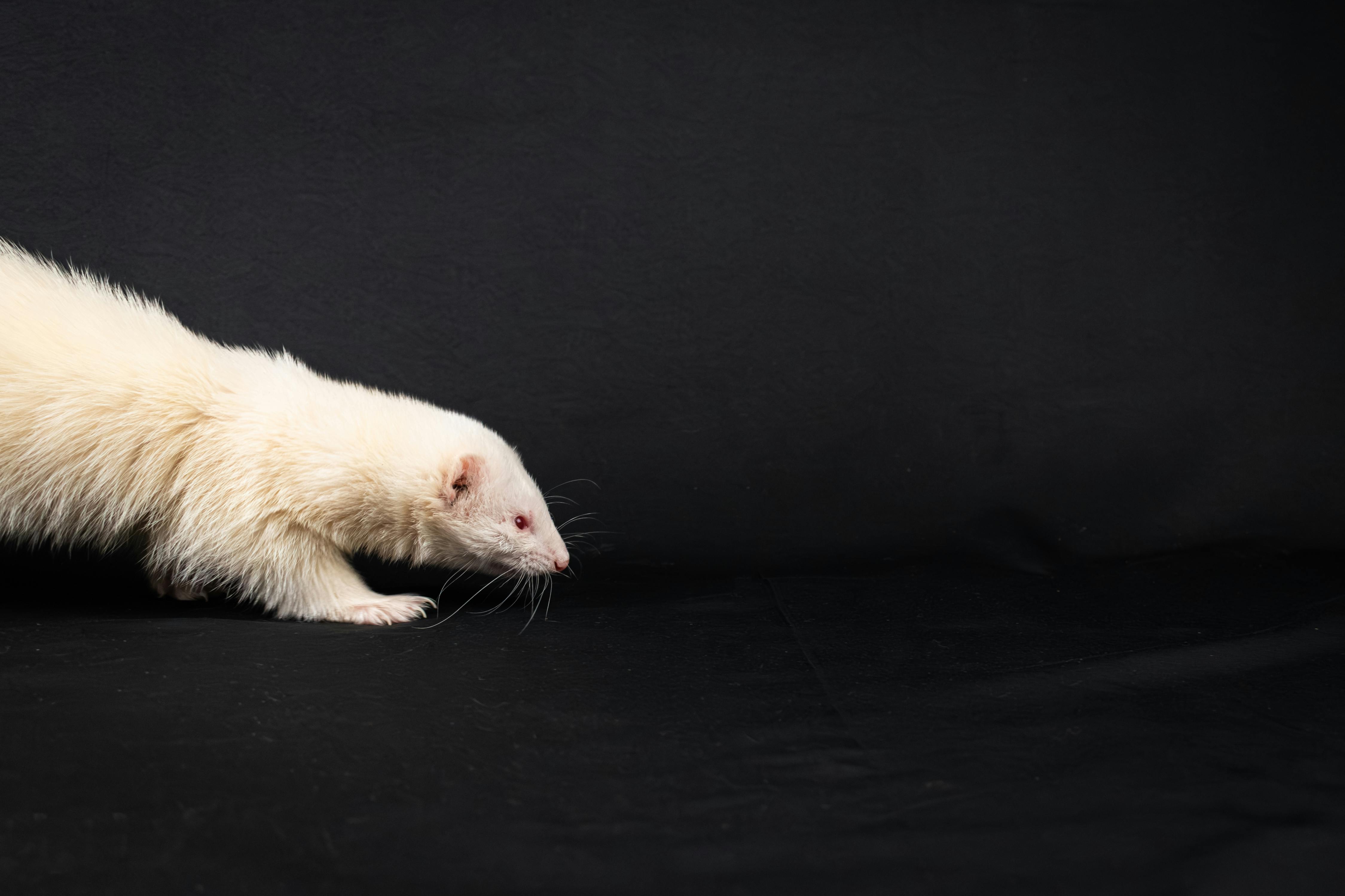 Albino ferret photographed in studio, isolated on a black background.