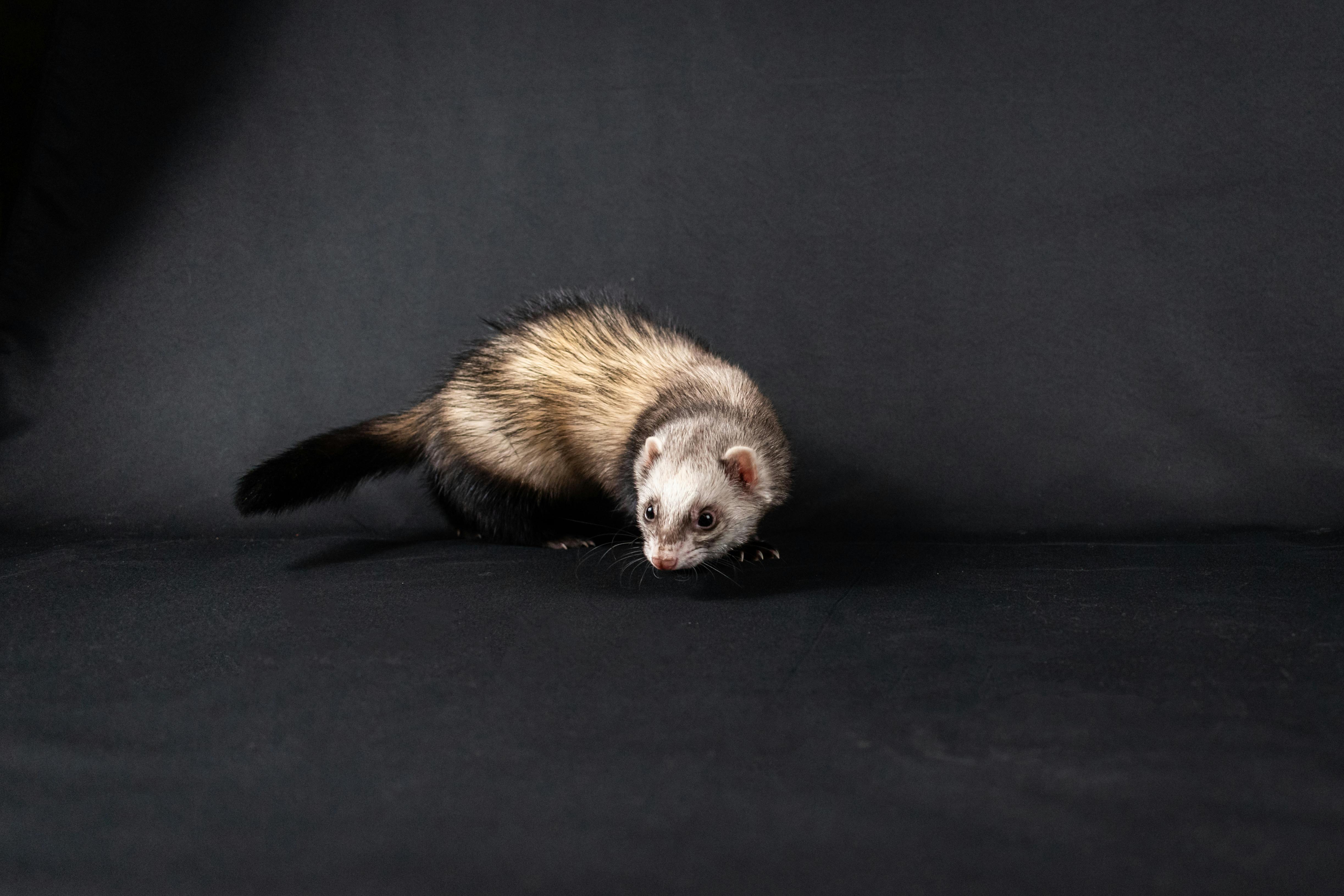 A cute ferret in a studio setting on a black background, perfect for pet lovers.