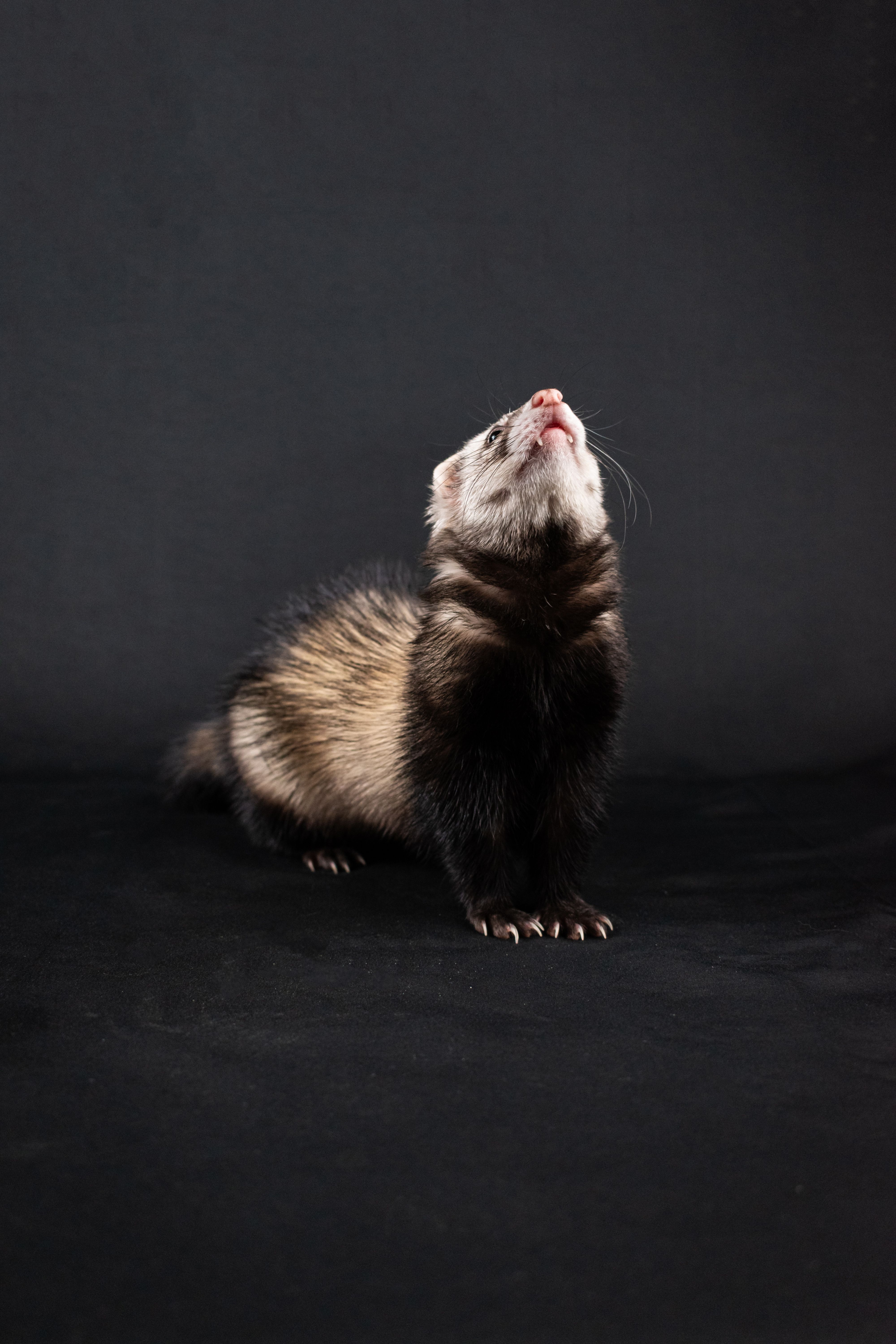 Portrait of a fluffy ferret looking upwards isolated on dark background.