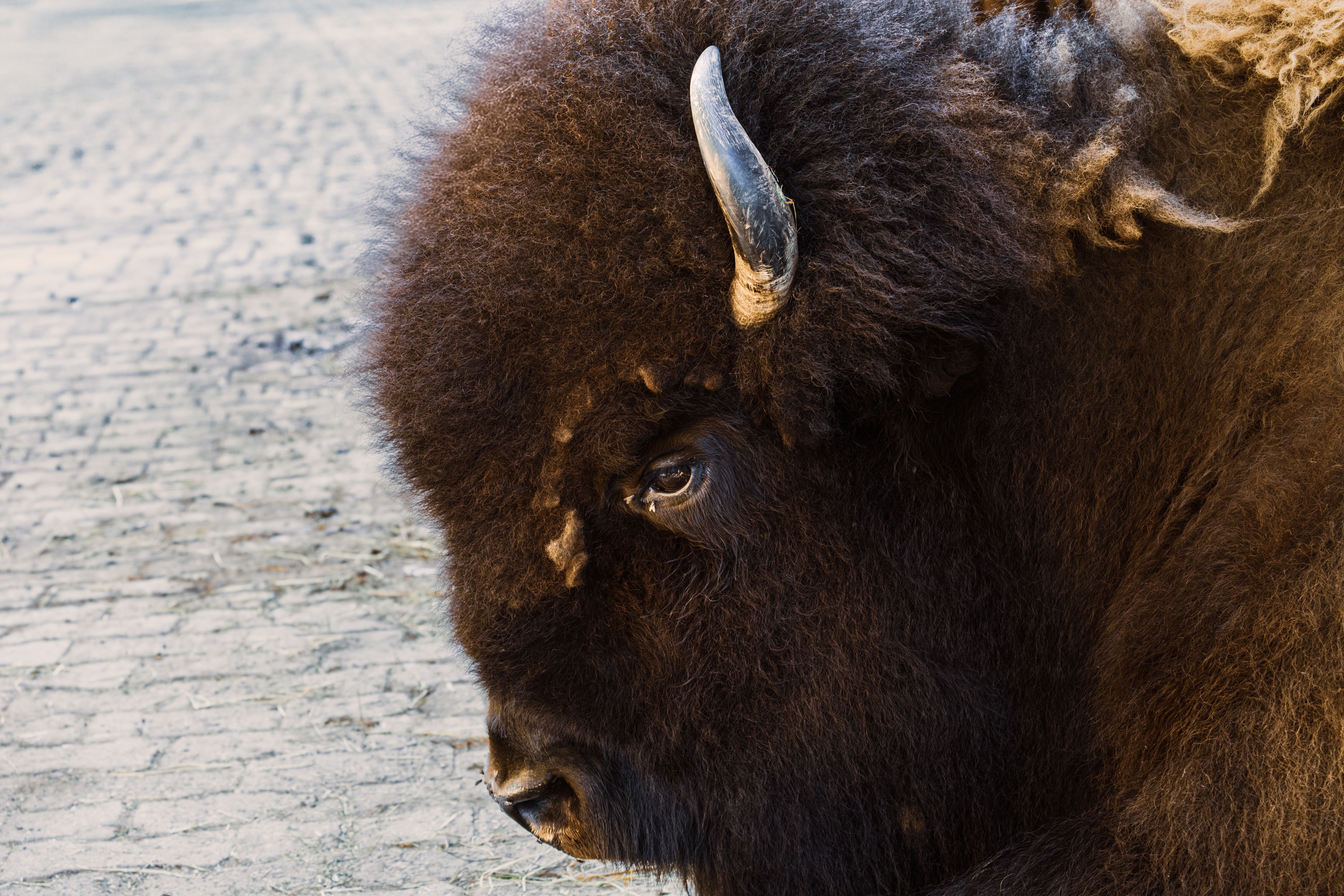 Where do buffalo live in USA? - The Institute for Environmental ...