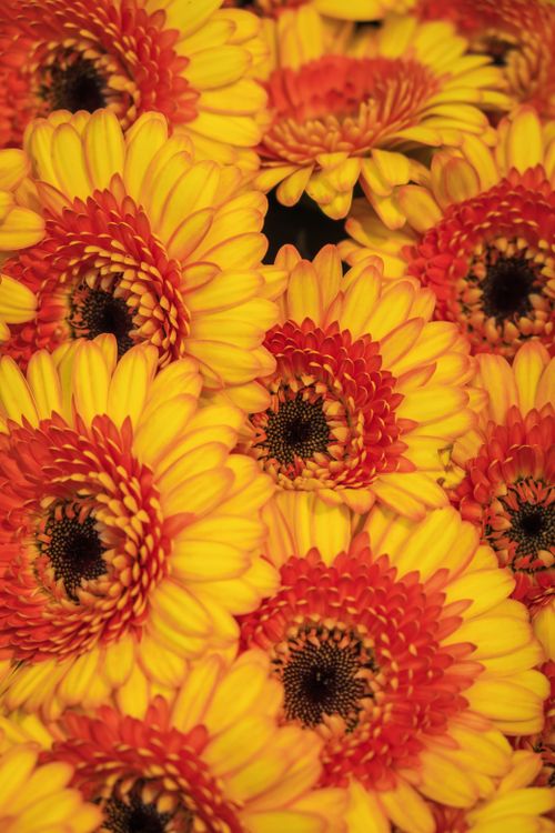 Free A close-up view of bright yellow and orange Gerbera daisies in full bloom, showcasing vibrant summer colors. Stock Photo