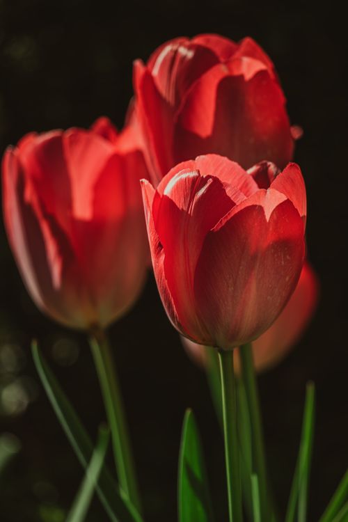Free Close-up of vibrant red tulips illuminated by warm sunlight against a dark background. Stock Photo