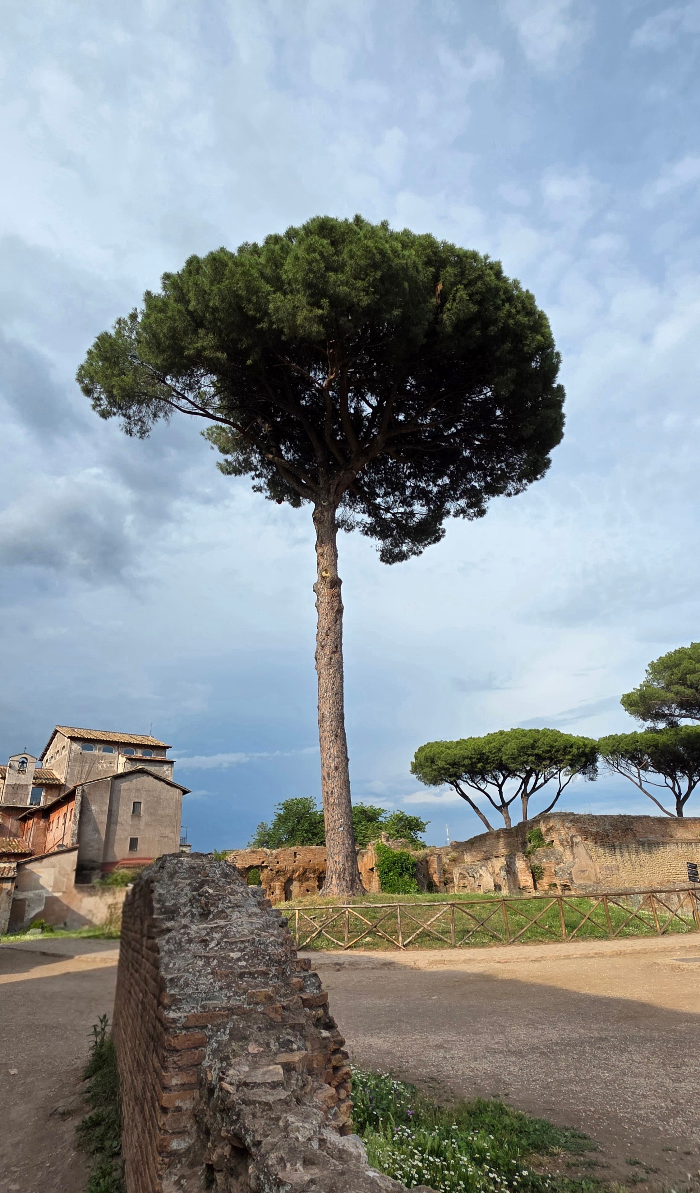 Majestic stone pine tree towers over ancient Roman architecture under a cloudy sky.