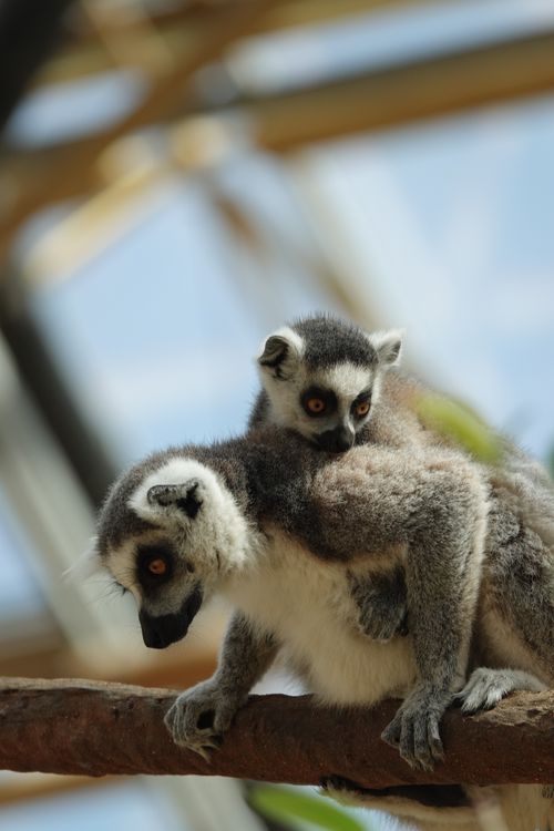 Free Ring-tailed lemur with baby on branch at zoo, Brugelette, Belgium. Stock Photo