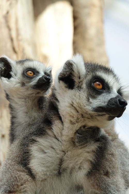 Free Close-up of a ring-tailed lemur with its baby, highlighting their vibrant eyes and fur texture. Stock Photo