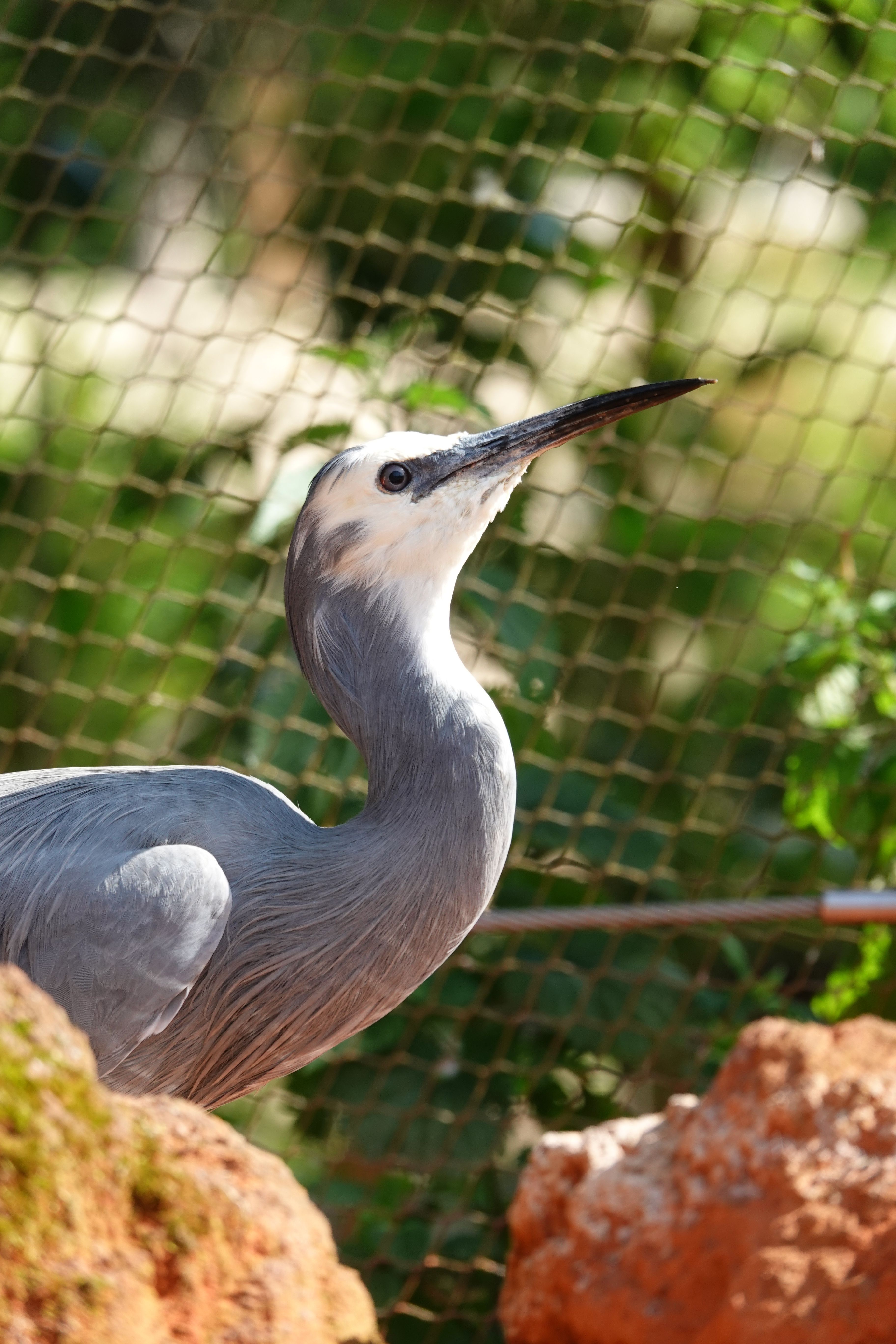 Fotomural Una vista detallada de una Garza de Cara Blanca en un entorno exterior de zoológico con vegetación exuberante y rocas.