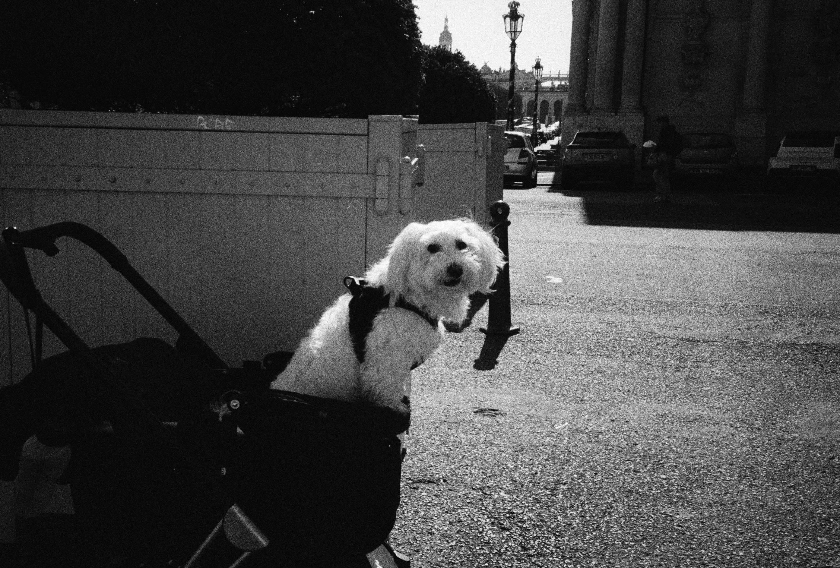 Pet Strollers: Who Actually Needs One (And What to Look For)