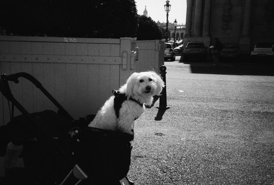 Pet Strollers: Who Actually Needs One (And What to Look For)