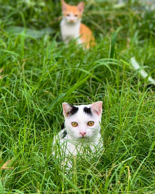 Free Two cats, one white with black spots and one orange, peering through lush green grass. Stock Photo