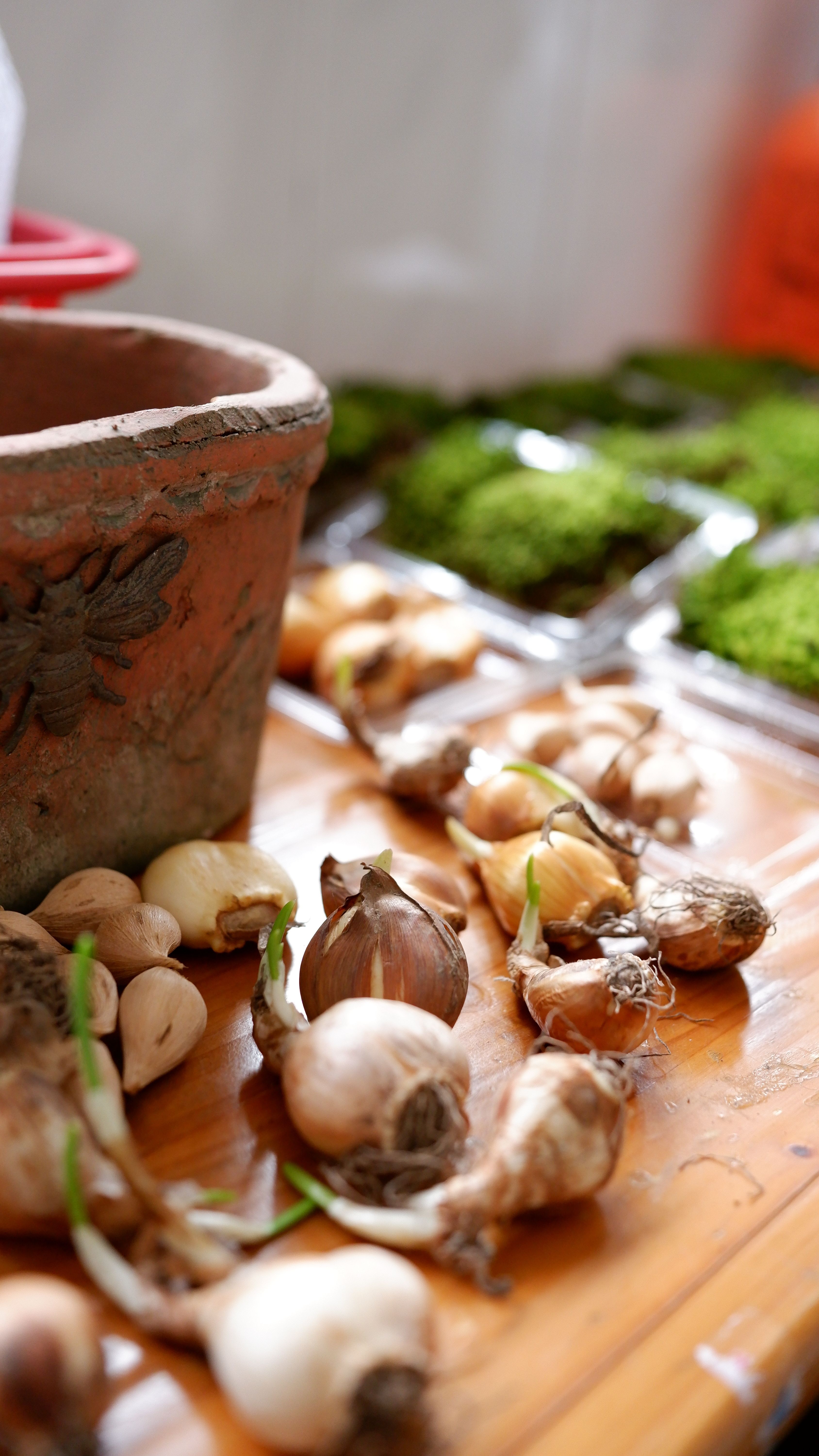 Close-up view of garden bulbs and clay pot on table, ideal for gardening themes.