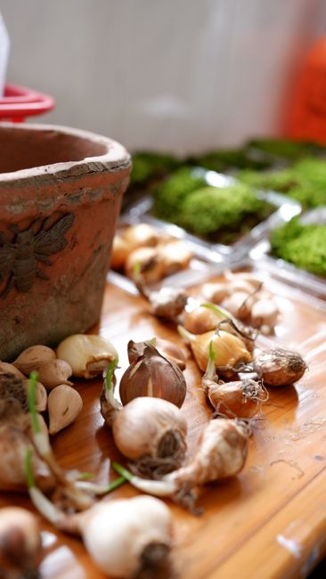 Close-up view of garden bulbs and clay pot on table, ideal for gardening themes.