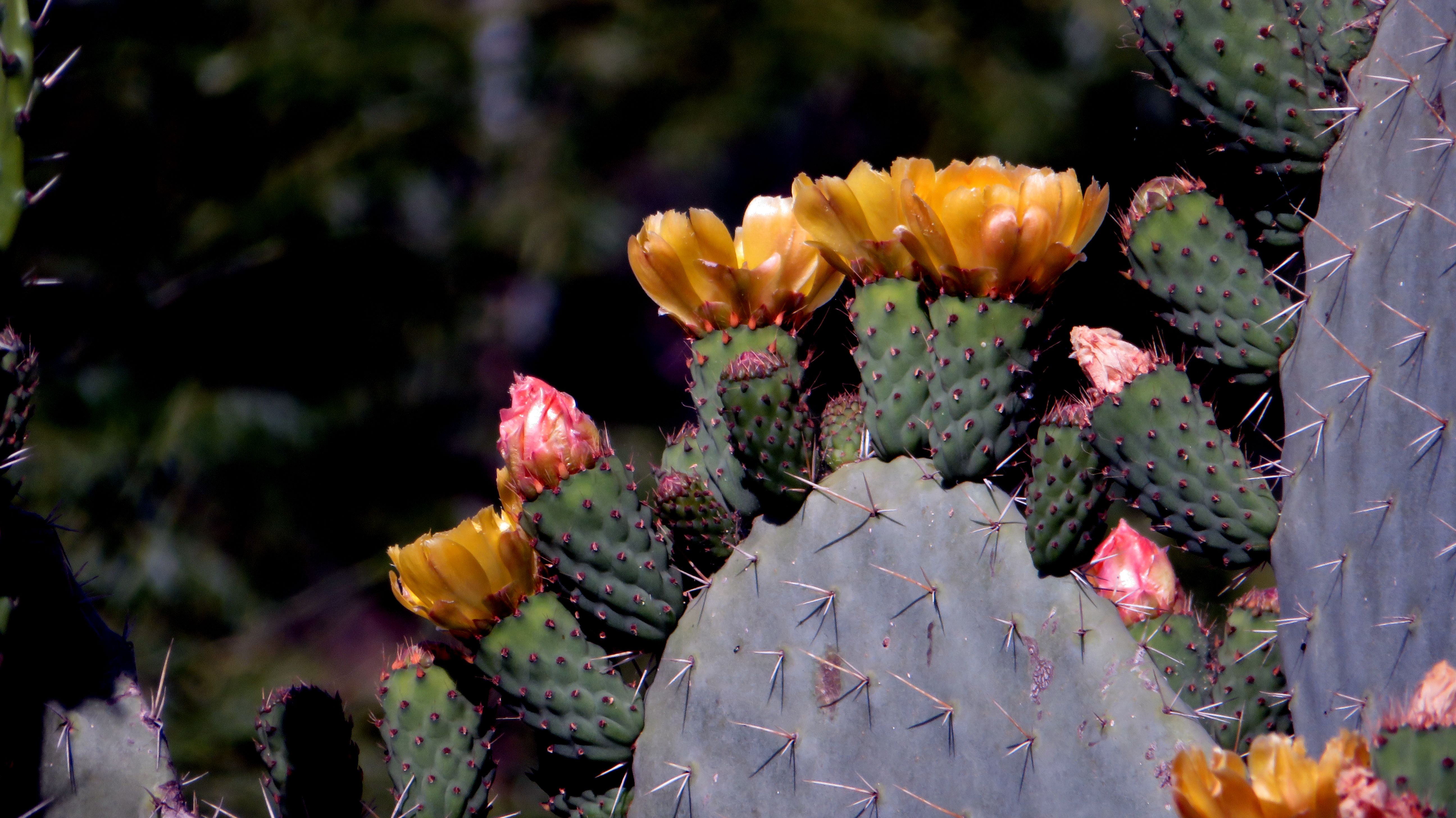 [ColoSach]-close-up-of-yellow-cactus-flowers-on-a-prickly-pear-during-daytime.