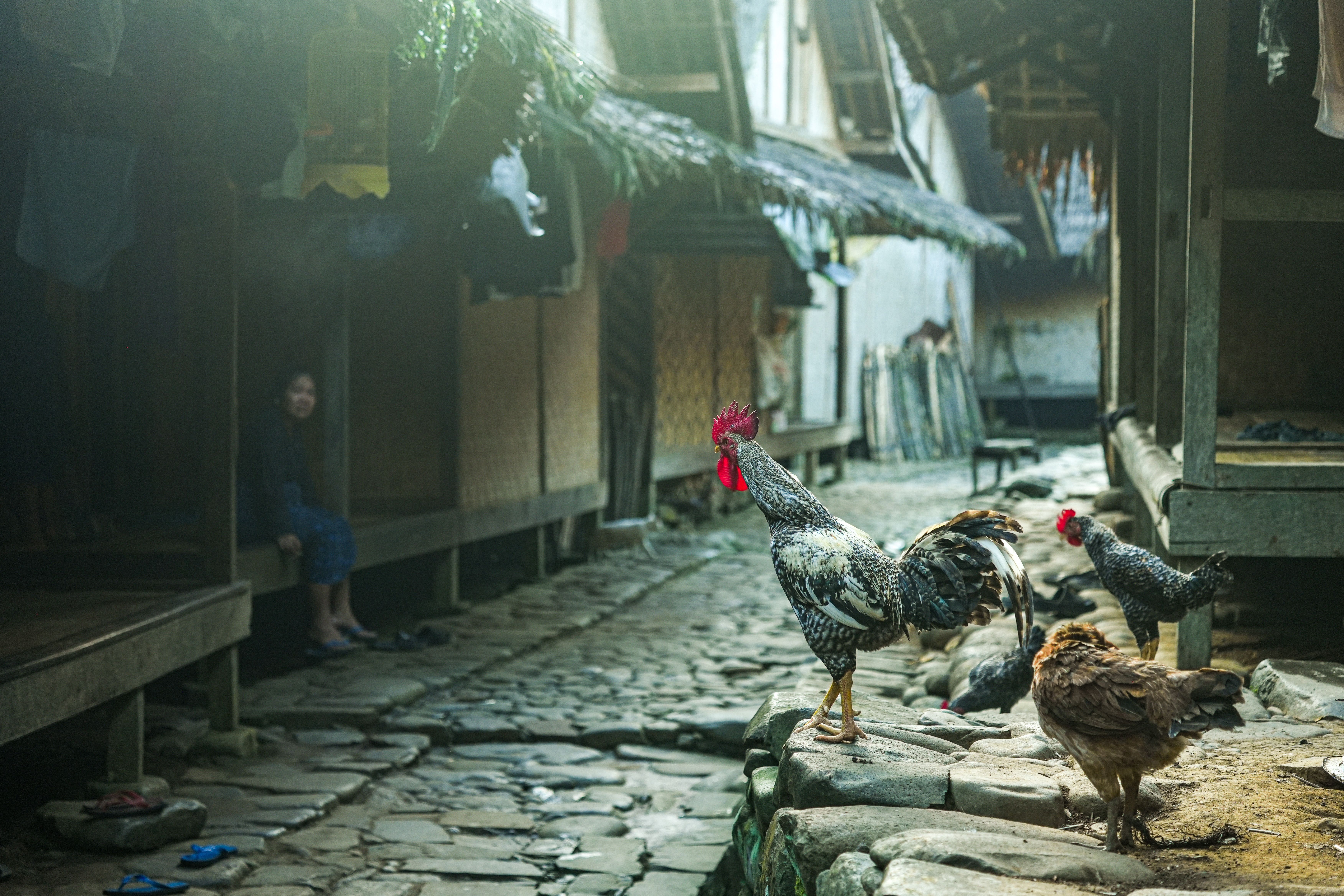 Roosters roam a cobblestone path in a traditional village in Banten, Indonesia, showcasing local rural life.