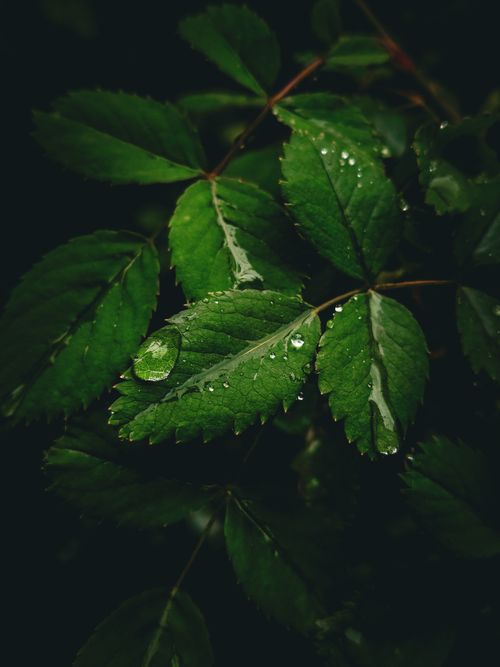 Free Detailed image of green rose leaves covered in dew drops, captured in a dark setting. Stock Photo