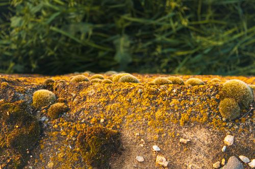 Free Detailed close-up of moss growing on a rocky surface with lush background. Stock Photo
