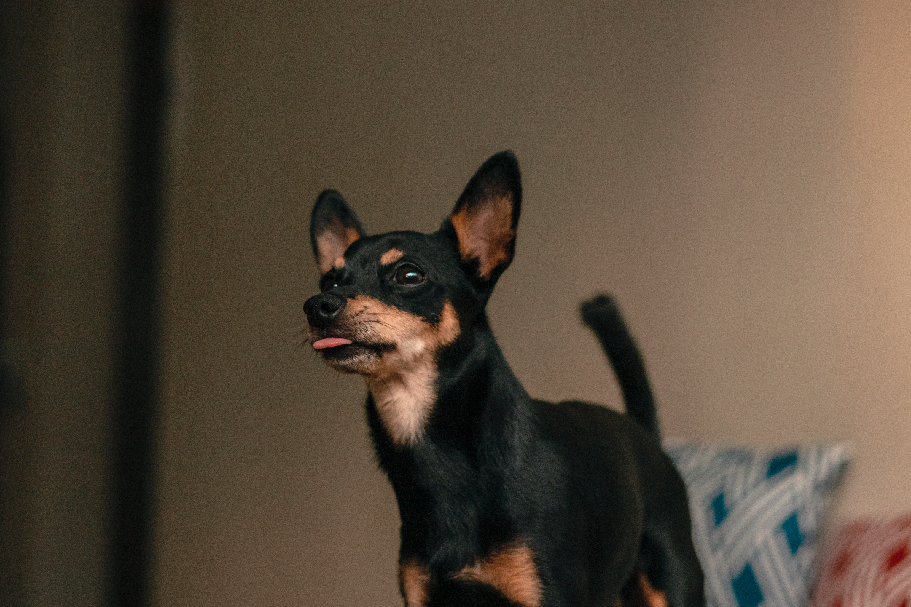 min pin black and tan