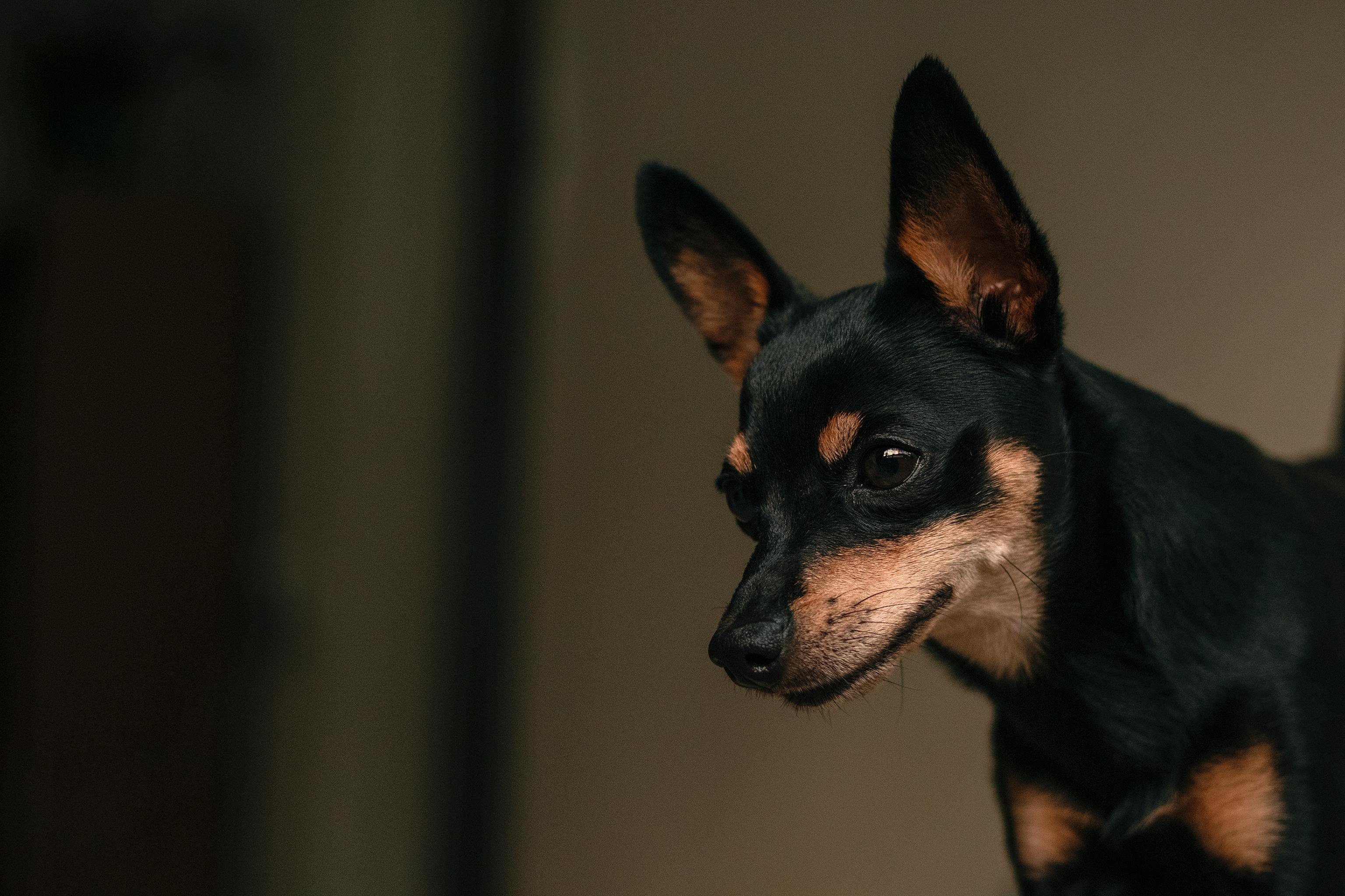 Black and Tan Miniature Pinscher · Free Stock Photo