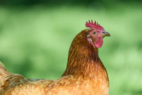 Free A vivid close-up of a brown hen with a blurred green background. Perfect for farm animal imagery. Stock Photo