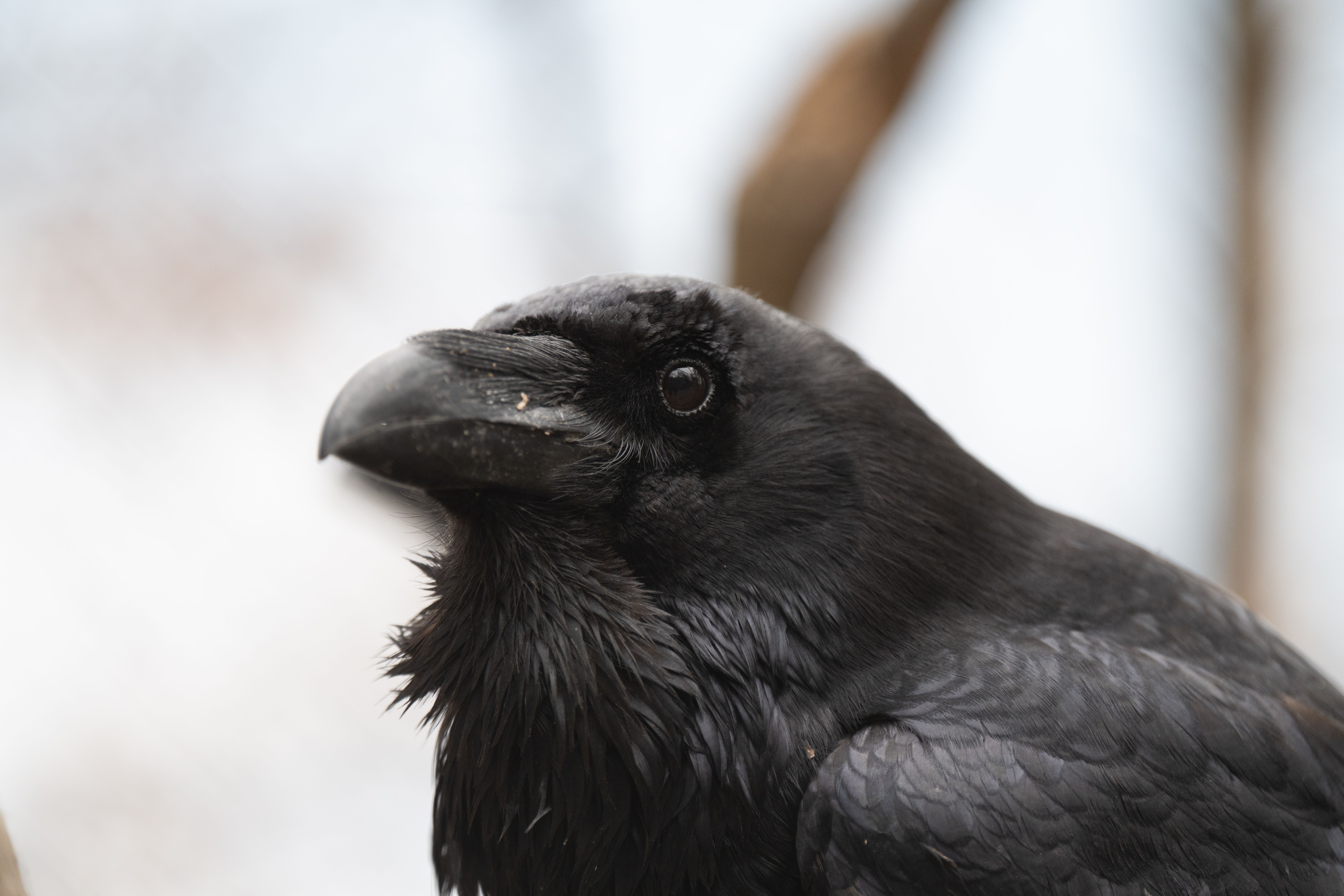 Detailed close-up portrait of a black crow displaying its glossy feathers and prominent beak.