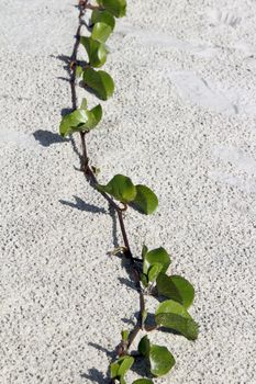 A vibrant vine with green leaves extends across a sandy textured surface, capturing nature's simplicity.