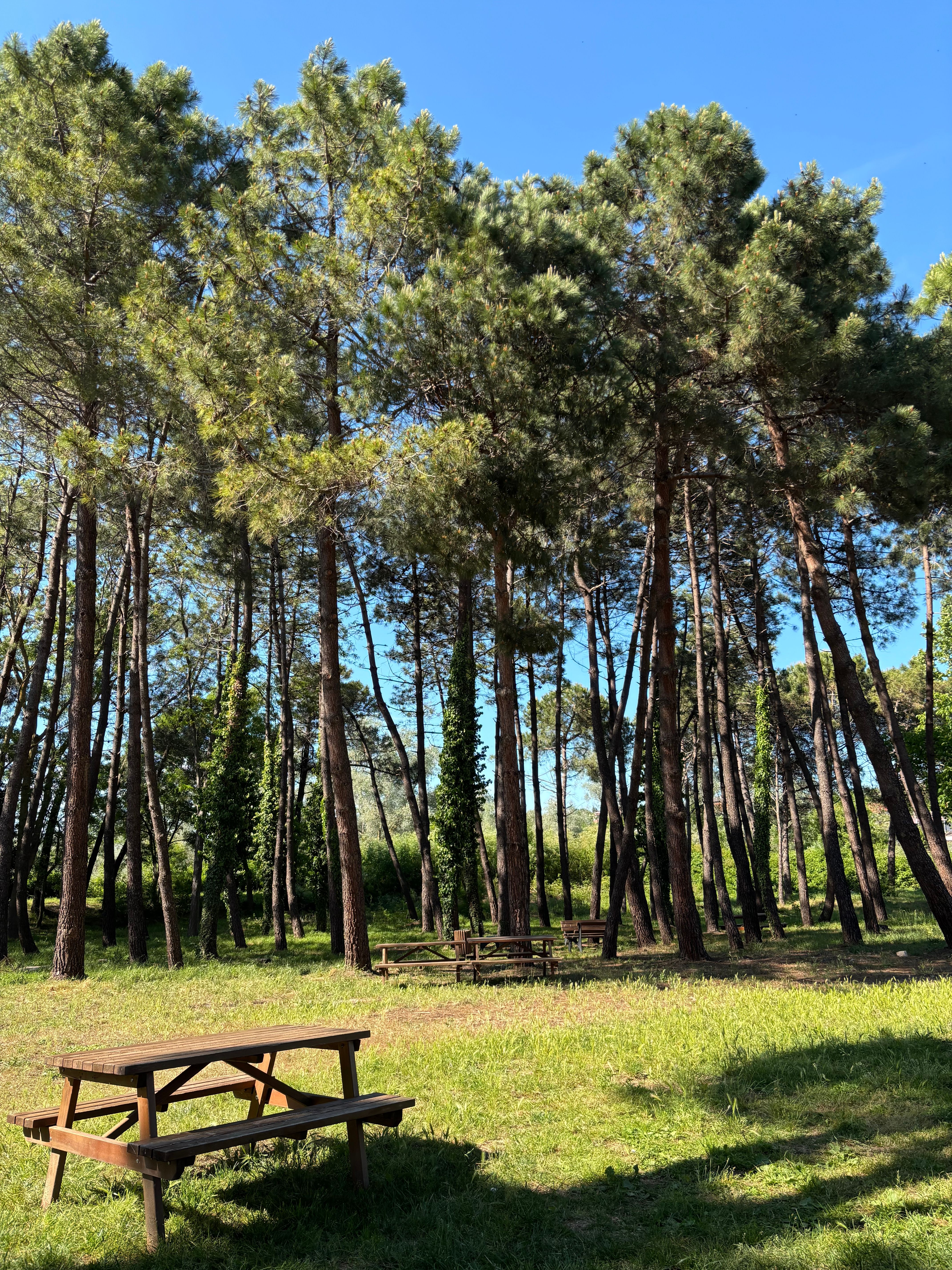 Serene pine forest with picnic tables under clear blue sky in İstanbul.