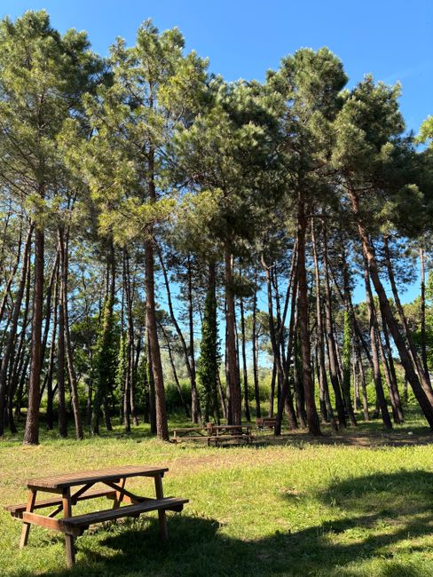 Serene pine forest with picnic tables under clear blue sky in İstanbul.