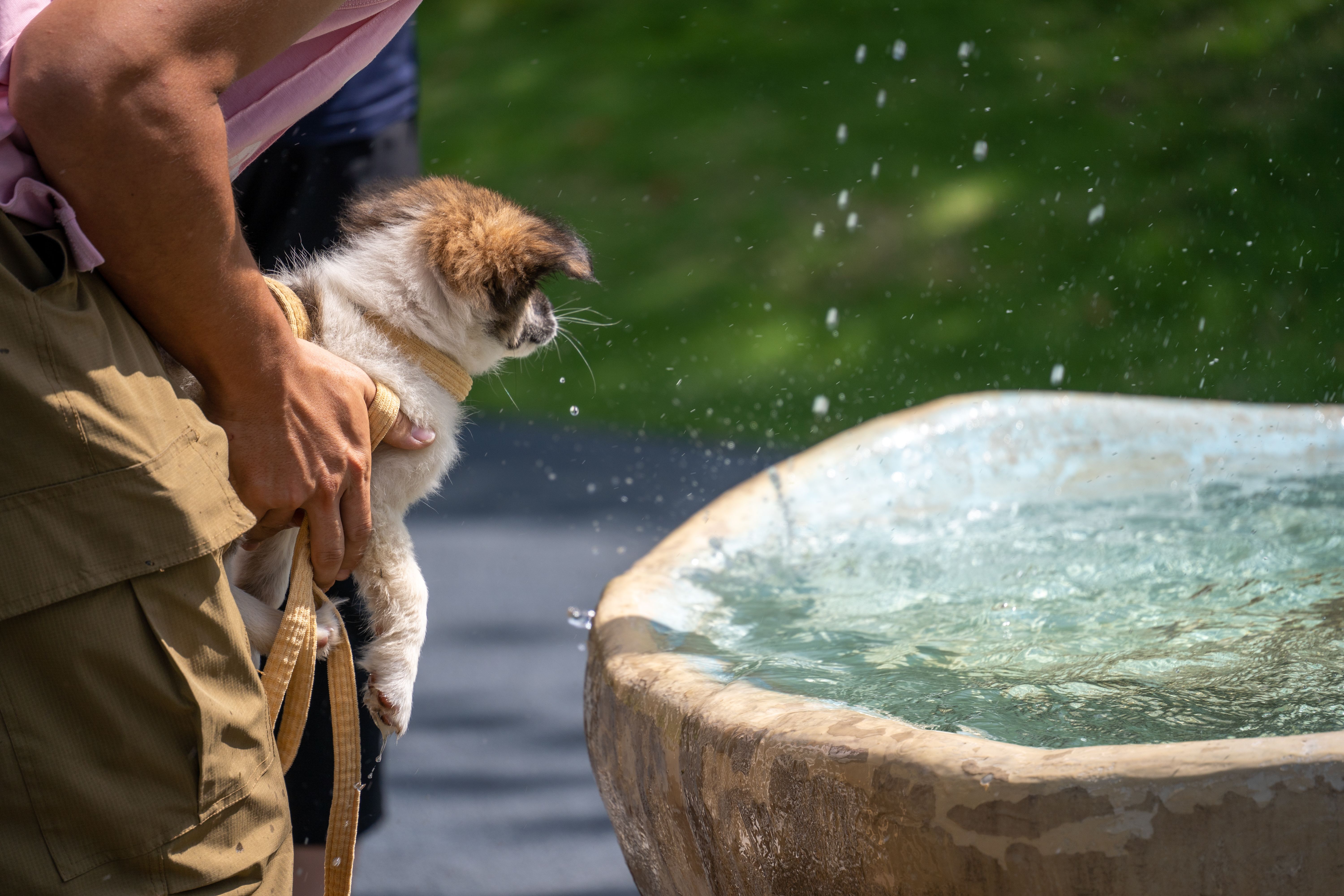 PetSafe Drinkwell Pagoda Pet Water Fountain