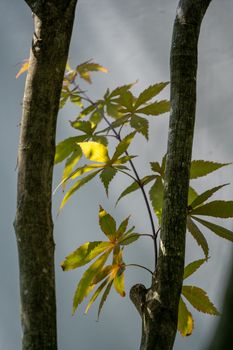 Vibrant leaves illuminated by sunlight between tree trunks, showcasing nature's beauty.