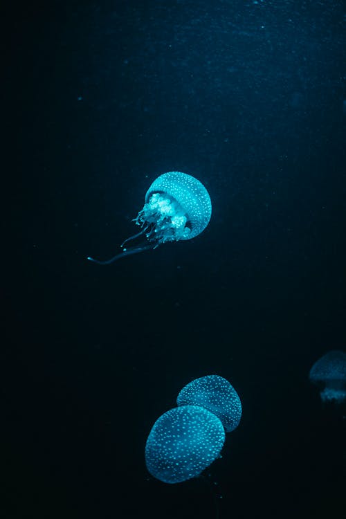 물에 파란 해파리