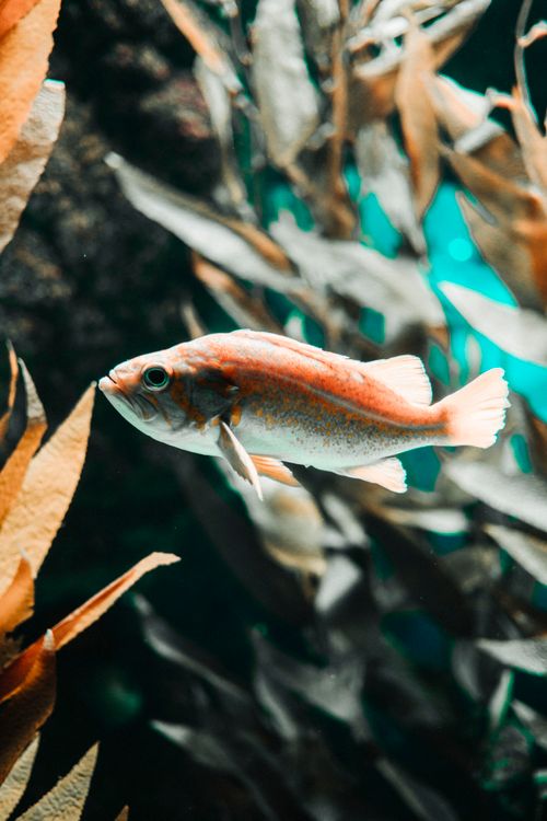 Free A colorful fish swims gracefully among seaweed in an oceanic environment, Lisbon location. Stock Photo