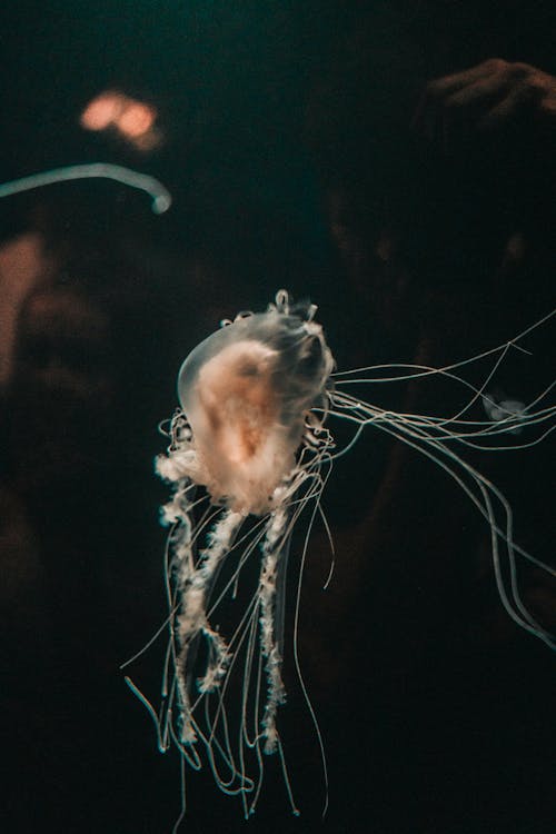 Free White Jellyfish in Water Stock Photo