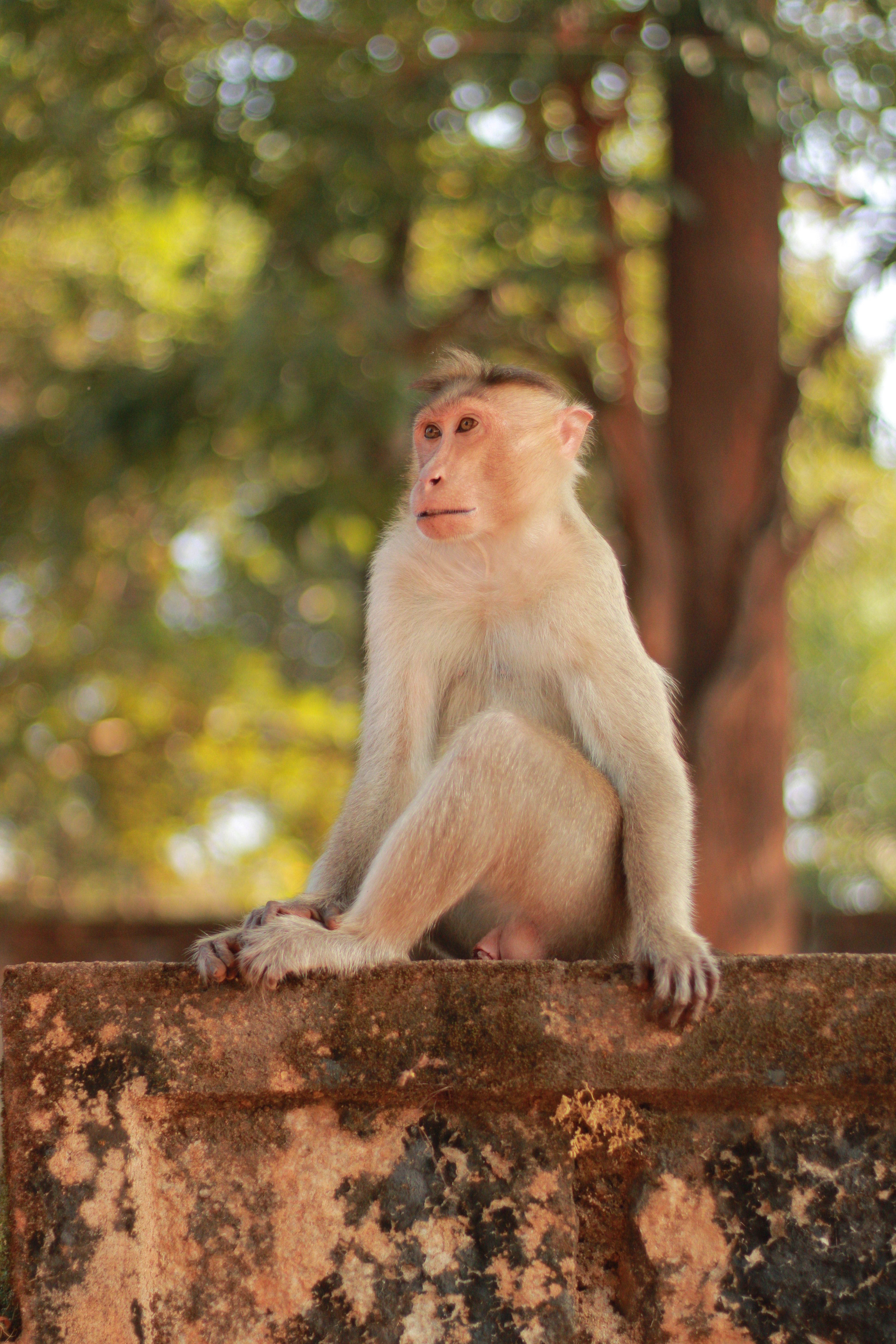 A curious monkey sits on a stone wall with a lush green forest backdrop.