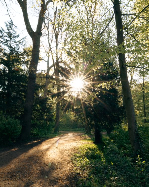 Sunlit Forest Path in Early Spring · Free Stock Photo
