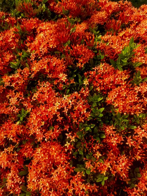 Free Bright red ixora flowers in bloom, showcasing their vivid colors for a lively floral display. Stock Photo