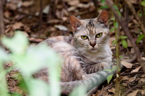 Free Close-up of a wild tabby cat with green eyes resting outdoors among leaves. Stock Photo