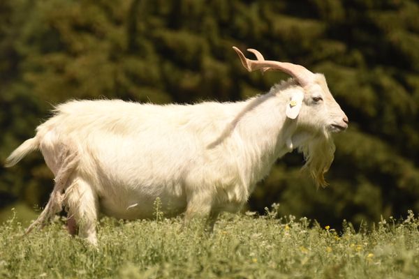 Goat grazing in meadow