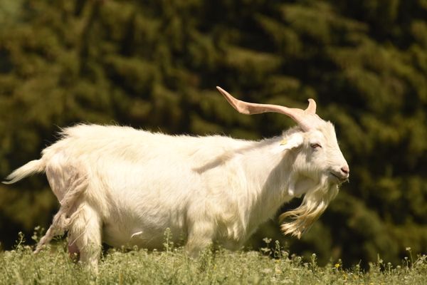 Goat in sunny meadow