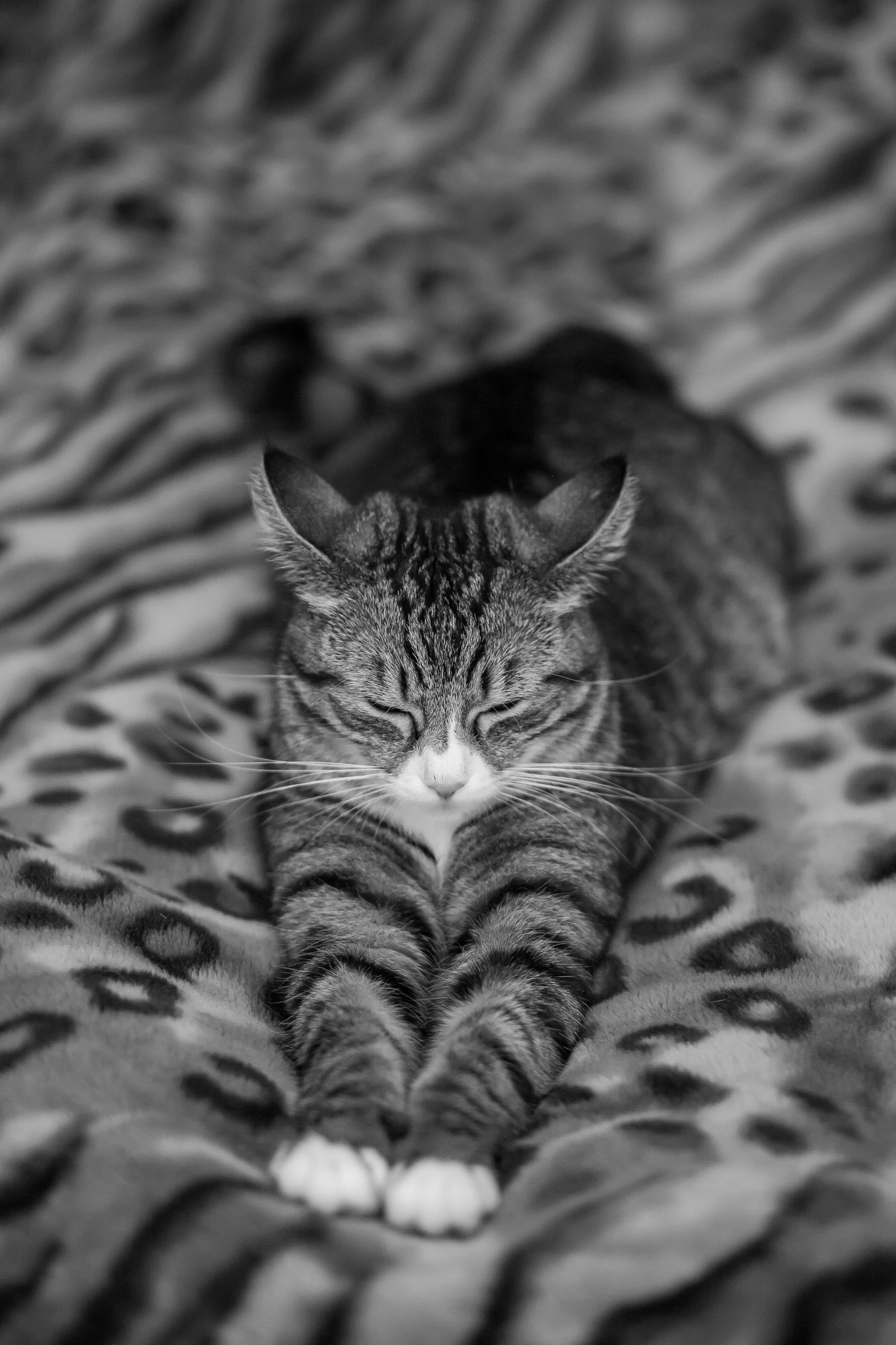 Cute tabby cat stretching on a leopard print blanket in a cozy indoor setting.