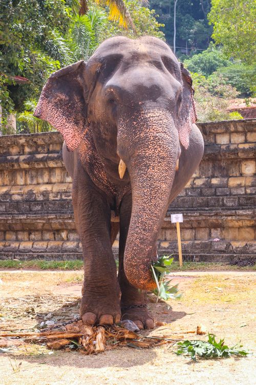 Free Close-up of a standing elephant in a natural setting in Kandy, Sri Lanka. Stock Photo