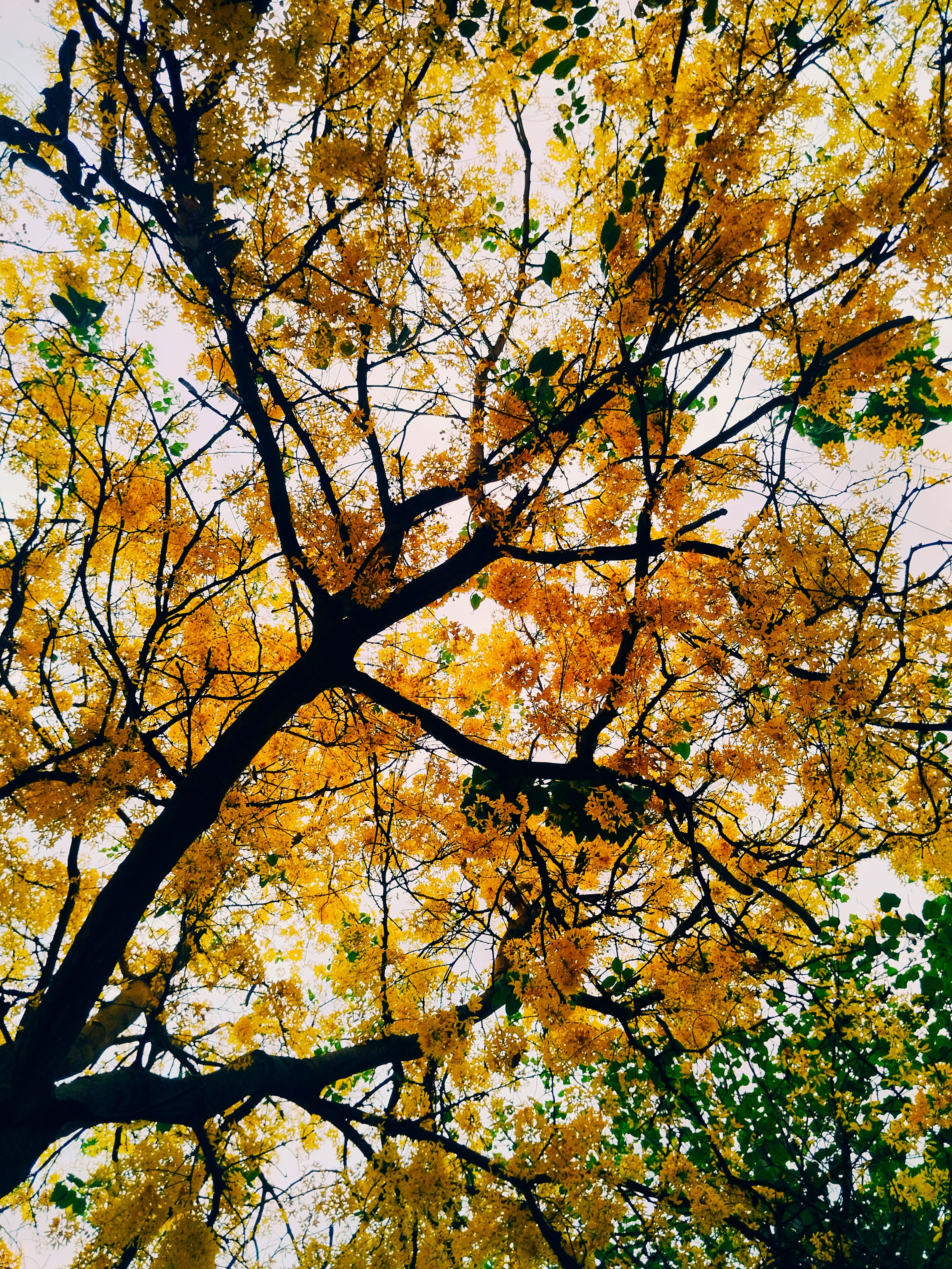 Vibrant Autumn Tree Canopy with Golden Leaves · Free Stock Photo