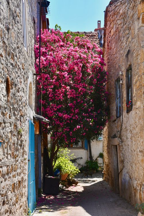 Free Picturesque alleyway with vibrant pink oleander tree, surrounded by rustic stone walls under clear skies. Stock Photo