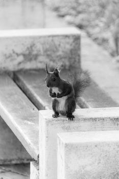 Captivating black-and-white photo of a squirrel on a park bench.