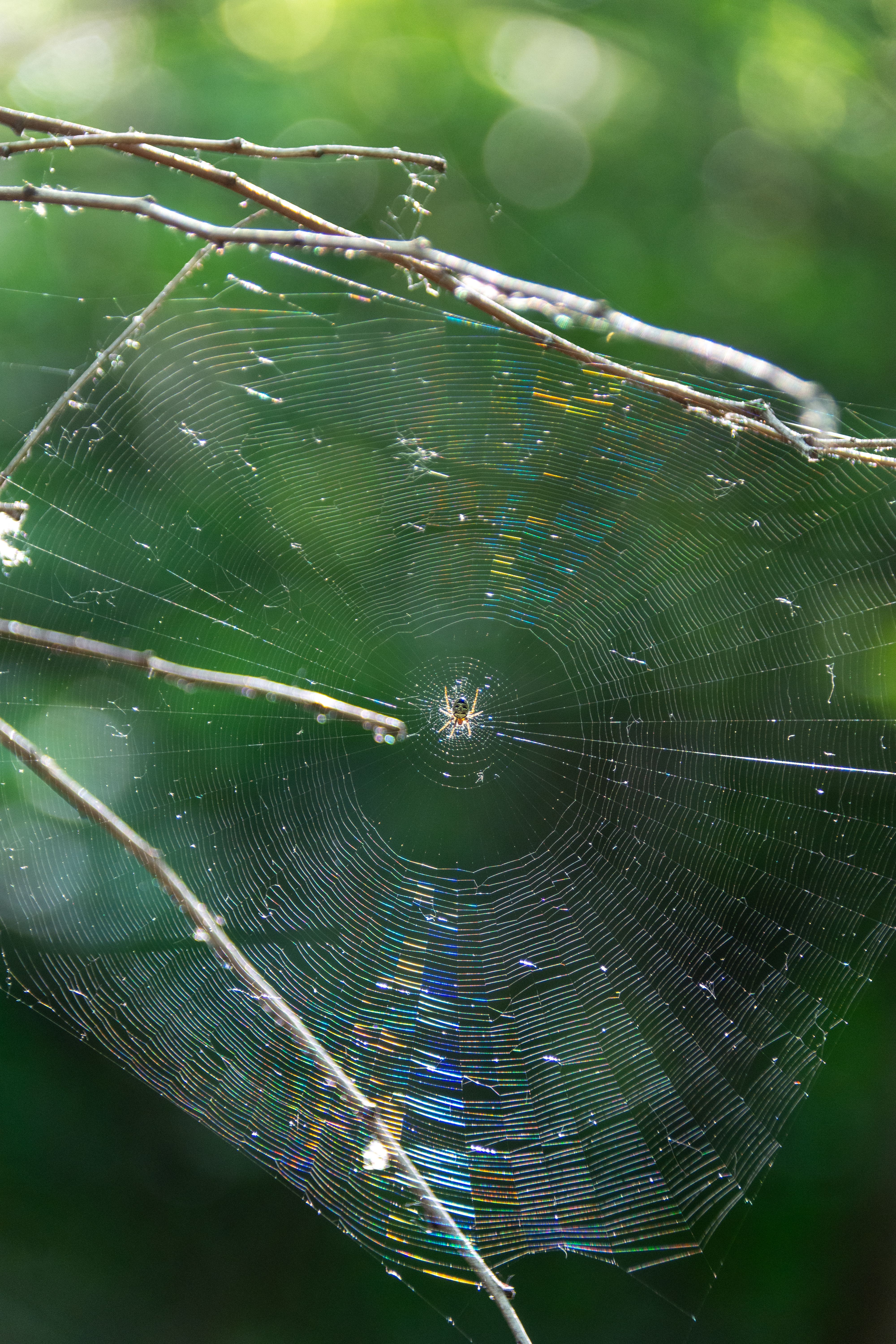 A detailed photograph of a spider web with rainbow reflections in a forest setting.