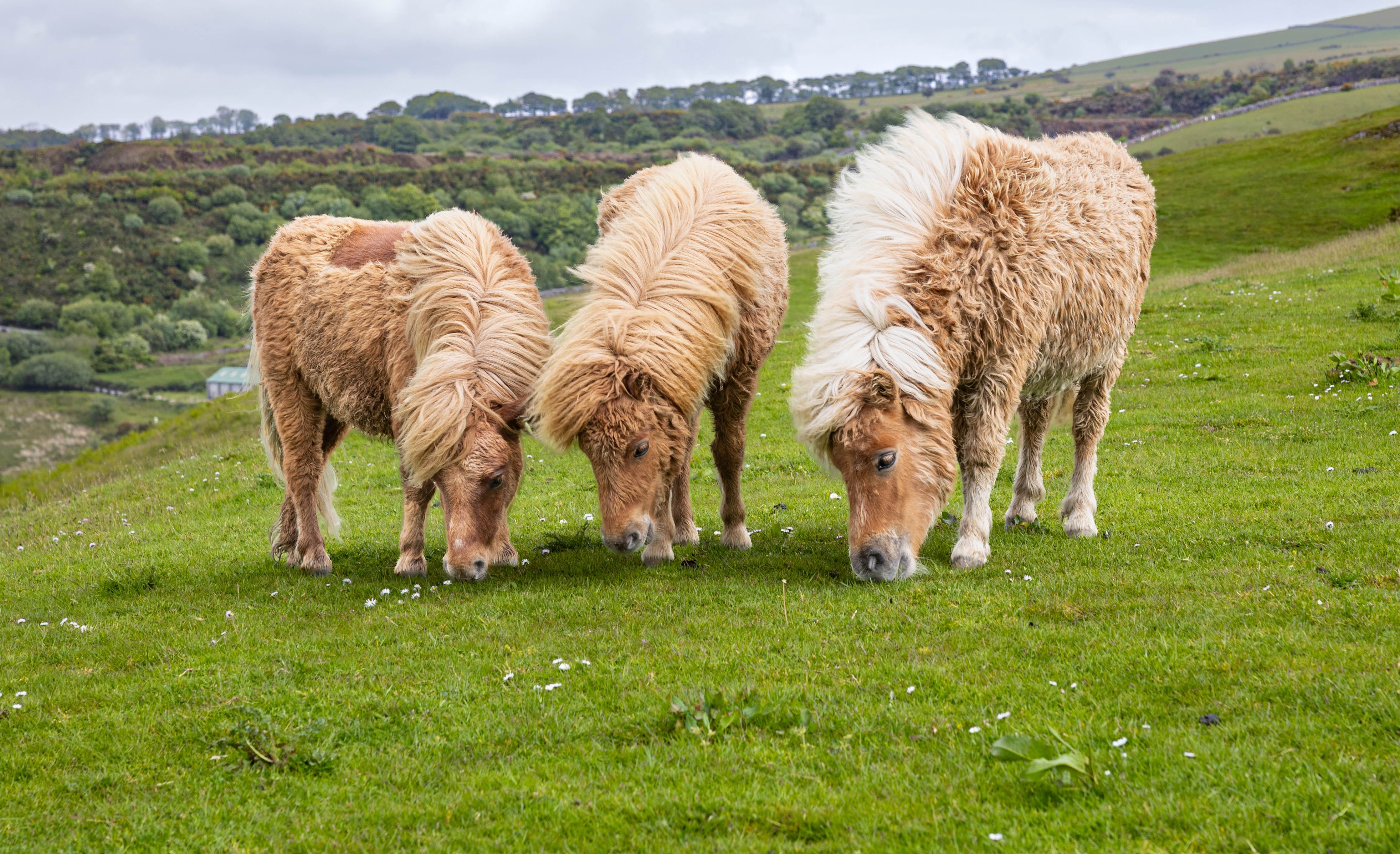 Three fluffy Shetland ponies grazing on a lush green hillside in England's countryside.