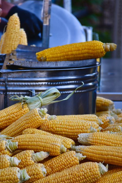 Free A heap of fresh corn on display at an outdoor market, indicating a vibrant harvest. Stock Photo