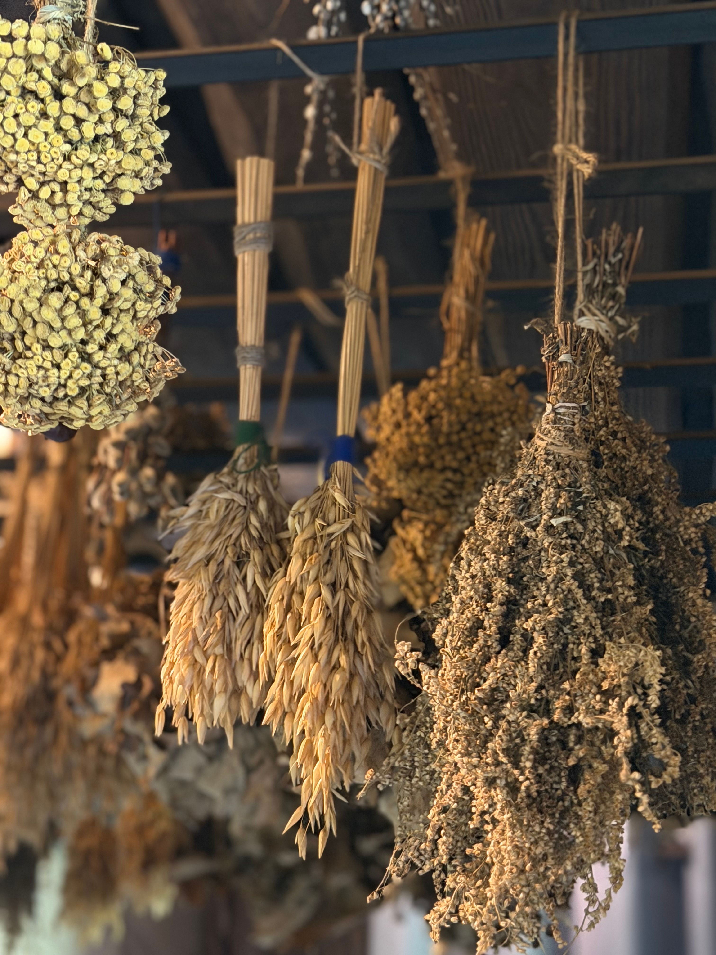 Aesthetic display of hanging dried herbs and grains creating a rustic and cozy atmosphere.
