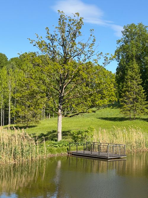 Free A tranquil view of a park with a tree and floating deck by a pond under clear blue skies. Stock Photo