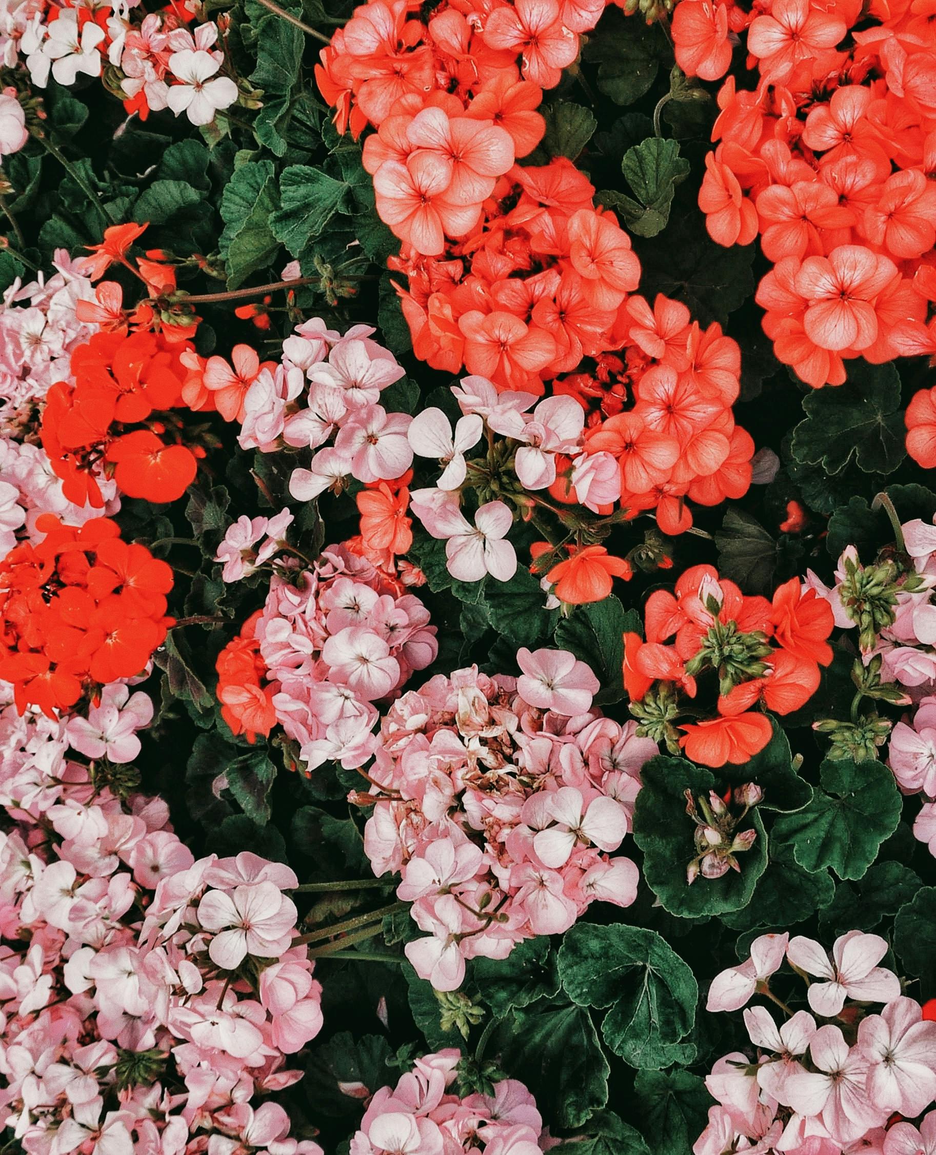 [ColoSach]-a-lush-garden-scene-with-red-and-pink-geraniums,-showcasing-vibrant-blooms-and-green-foliage.